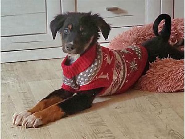 Fluffy - wartet in 76437 Rastatt