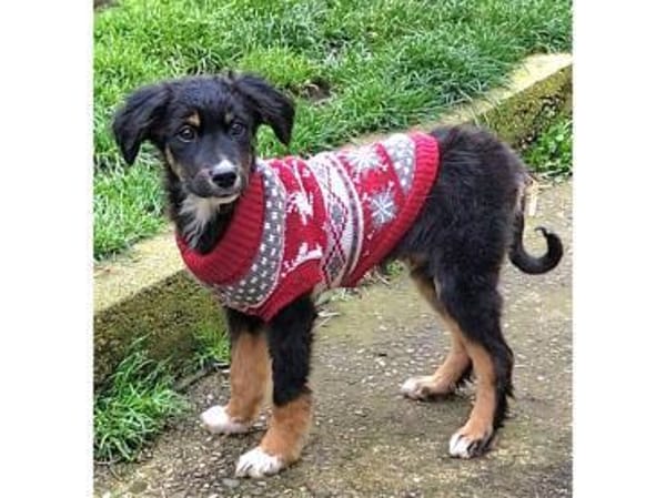 Fluffy - wartet in 76437 Rastatt