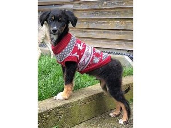 Fluffy - wartet in 76437 Rastatt