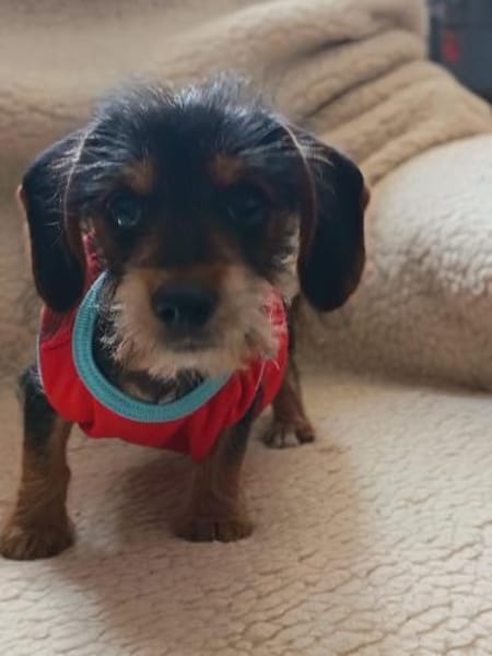 Kleiner Creed  großer Wunsch nach Liebe