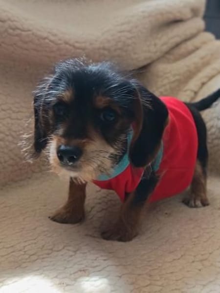 Kleiner Creed  großer Wunsch nach Liebe