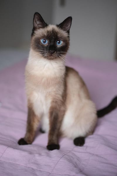 😺Traumpaar Blue & Kimmy💛