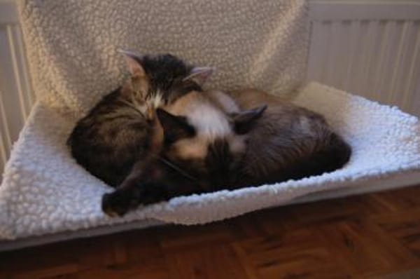 😺Traumpaar Blue & Kimmy💛