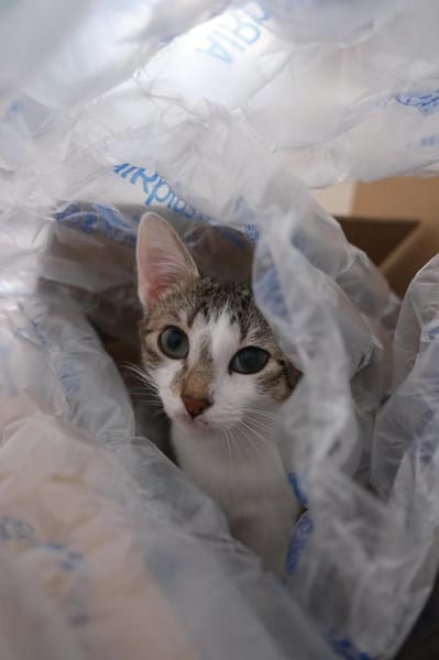 😺Traumpaar Blue & Kimmy💛