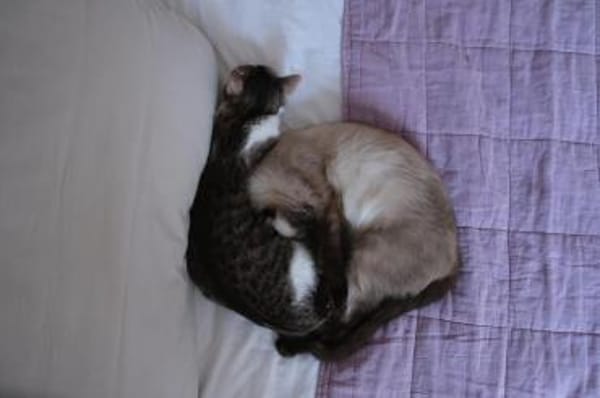 😺Traumpaar Blue & Kimmy💛