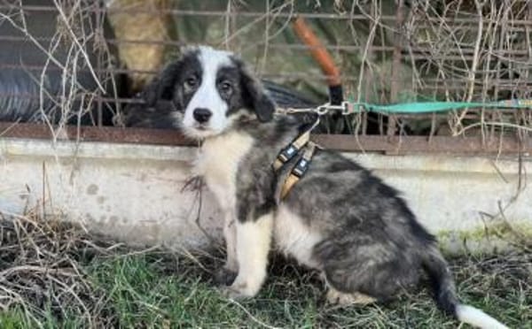 Ist Xavi der Begleiter für dich?