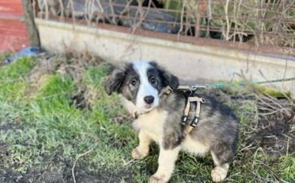 Ist Xavi der Begleiter für dich?