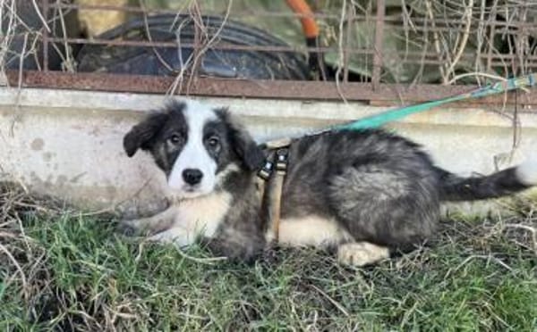 Ist Xavi der Begleiter für dich?