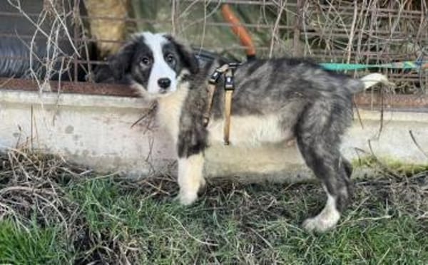 Ist Xavi der Begleiter für dich?