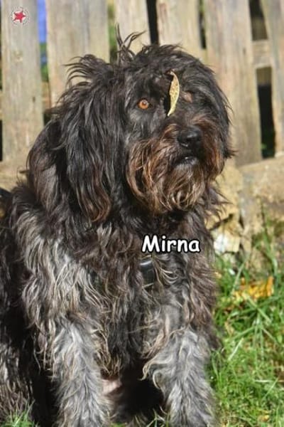 MIRNA