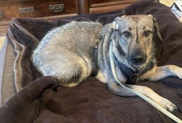 Lindi ist eine sanfte, tolle Hündin!