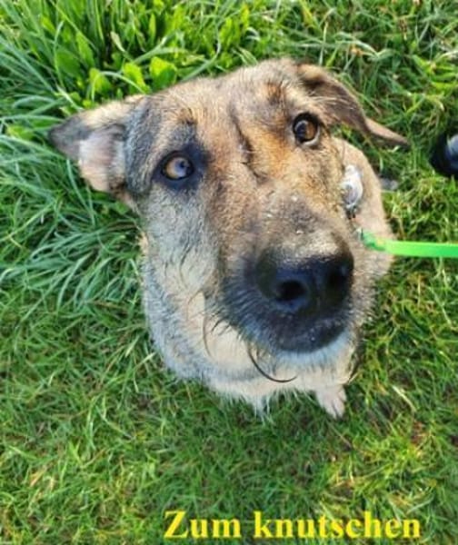 Lindi ist eine sanfte, tolle Hündin!