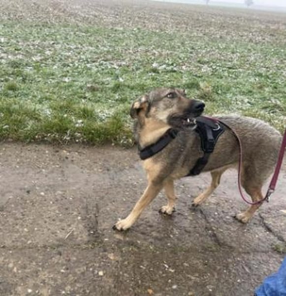 Lindi ist eine sanfte, tolle Hündin!