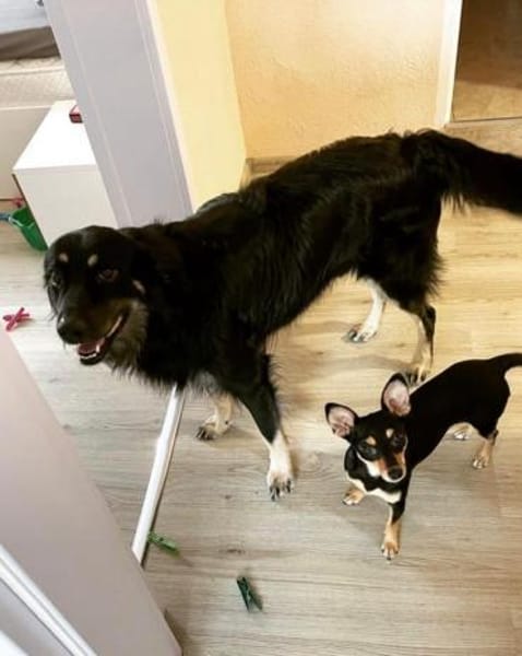 Unkomplizierter Buck sucht ein neues Zuh