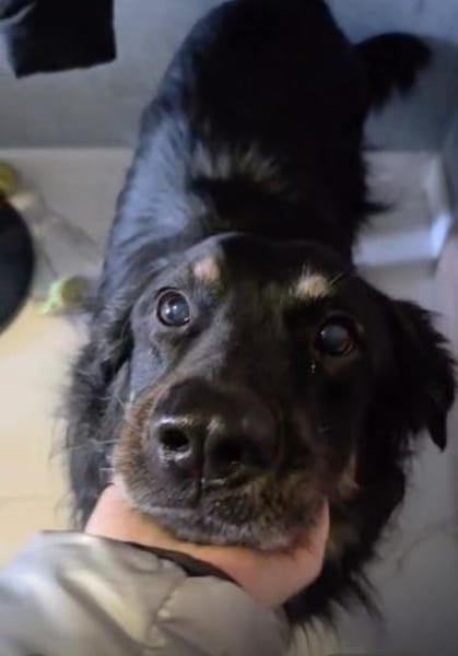 Unkomplizierter Buck sucht ein neues Zuh