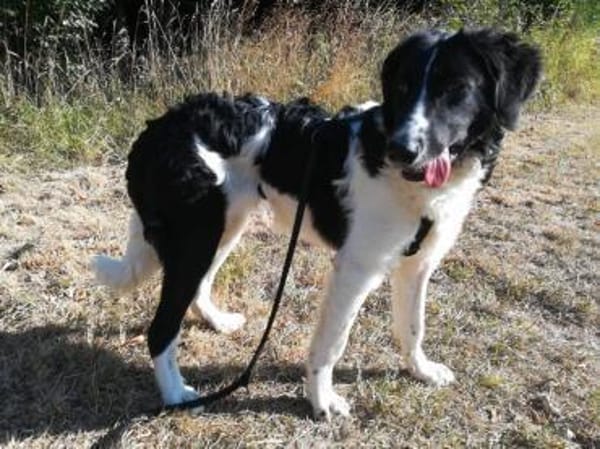 MICA - (sanft, treu, herzensgut)