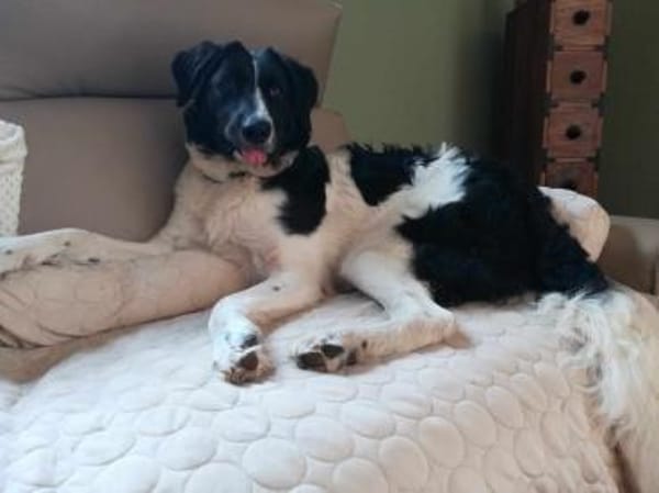 MICA - (sanft, treu, herzensgut)