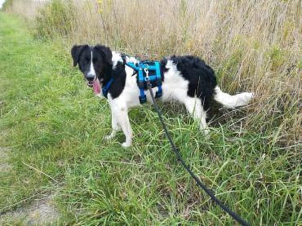 MICA - (sanft, treu, herzensgut)