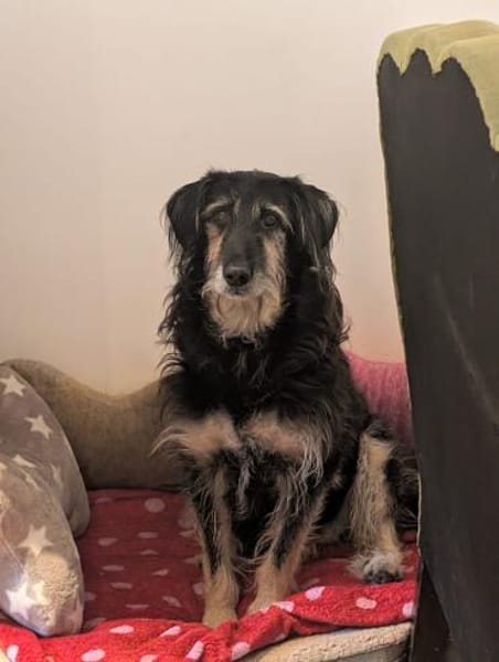 Sanfter RUDI sucht seine Menschen