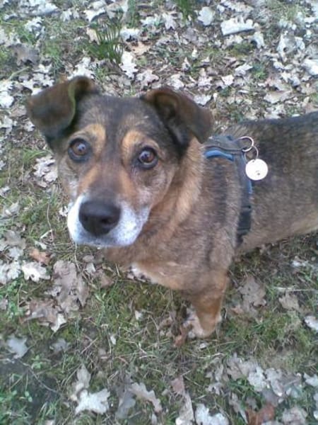 Sofaplatz für Schmusehündin gesucht