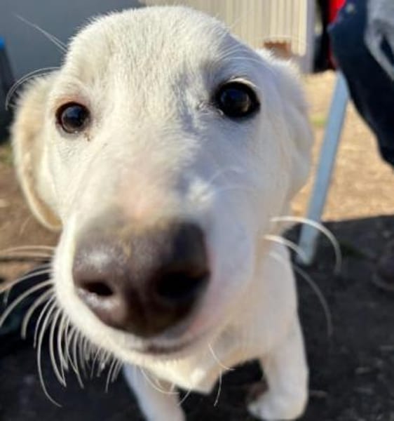 Sirius-wunderschön und typisch Junghund