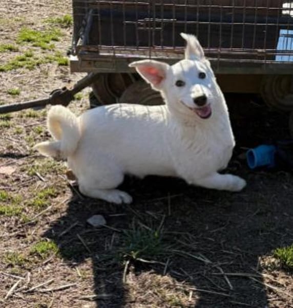 Sirius-wunderschön und typisch Junghund