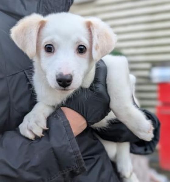 Sirius-wunderschön und typisch Junghund