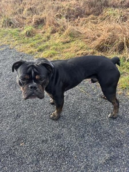 Ace sucht sein für immer Zuhause