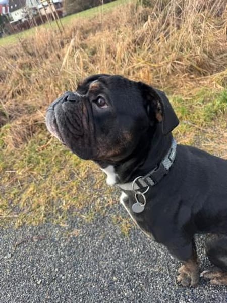 Ace sucht sein für immer Zuhause