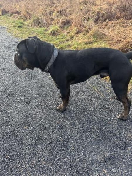 Ace sucht sein für immer Zuhause