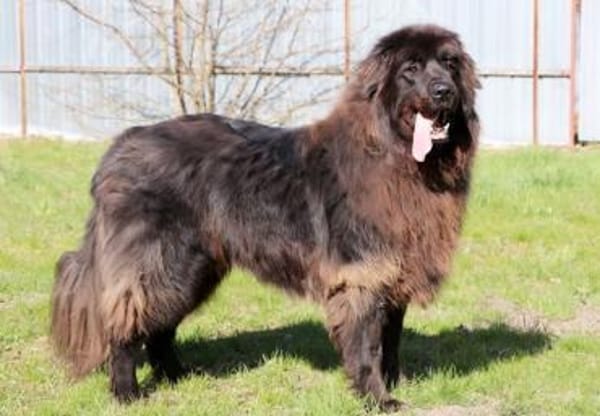 Simba, sensibler Herdenschützer