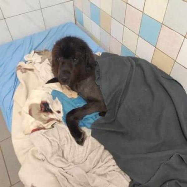 Simba, sensibler Herdenschützer