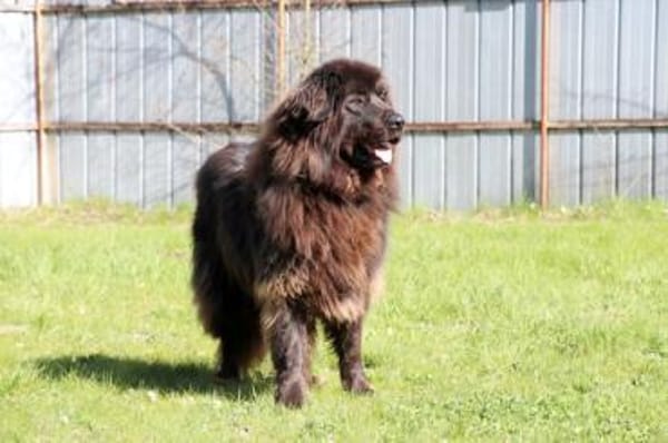 Simba, sensibler Herdenschützer