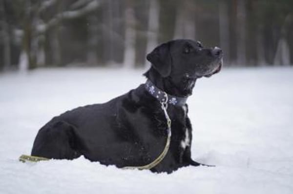 Buddy, su. hundeerfahrene Besitzer