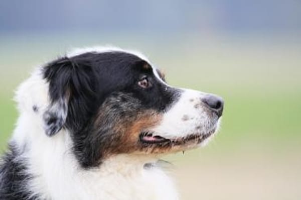 Balou su. erfahrene Besitzer