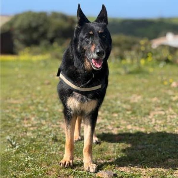 LUNA, besondere Hündin mit großem Herz