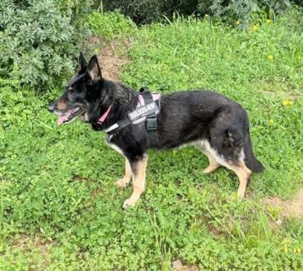 LUNA, besondere Hündin mit großem Herz