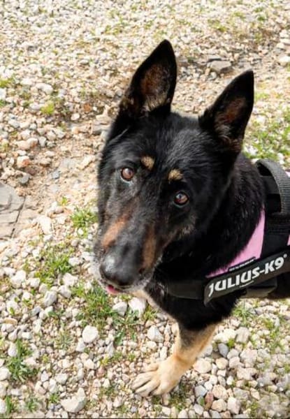 LUNA, besondere Hündin mit großem Herz