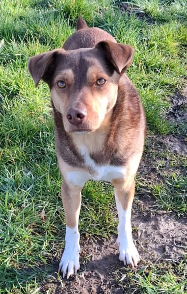 Till sucht sein Zuhause