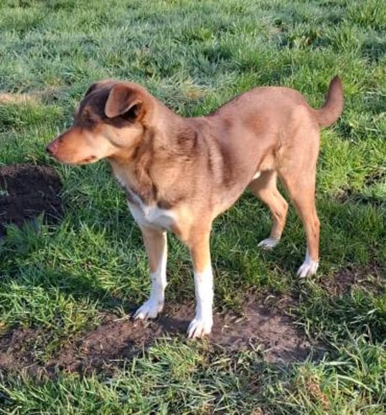 Till sucht sein Zuhause