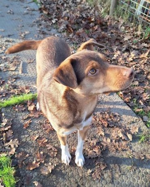 Till sucht sein Zuhause