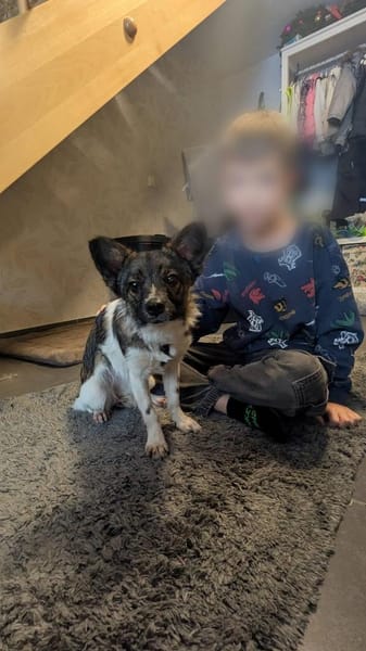 Kuschelige Nusha💜 sucht liebes Heim