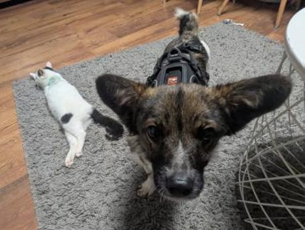 Kuschelige Nusha💜 sucht liebes Heim