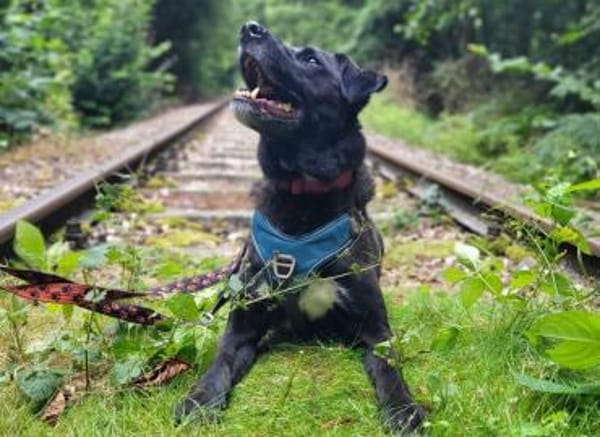 Oreo sucht klare Menschen
