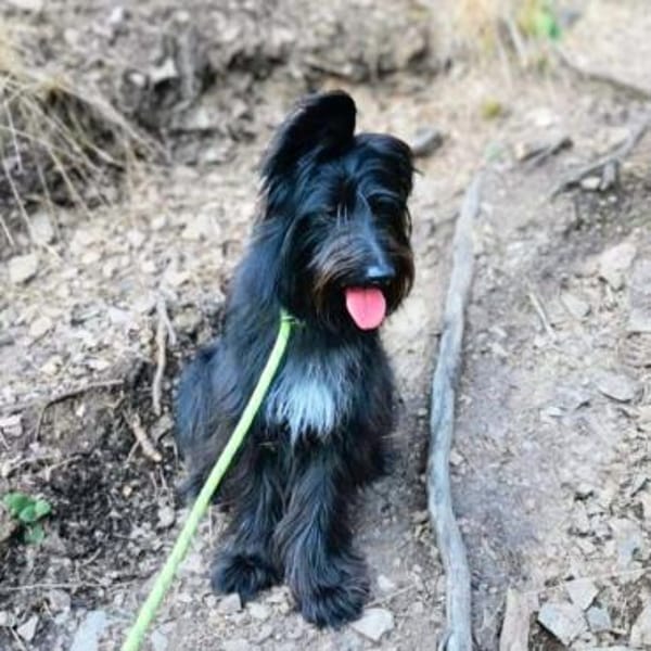 Ballou - ist kinderlieb