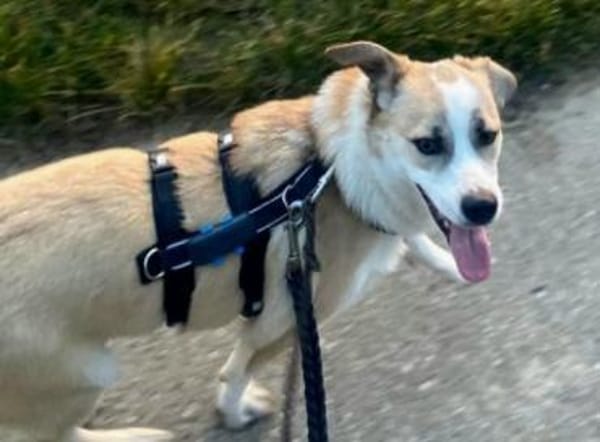 Emoji möchte die Welt entdecken