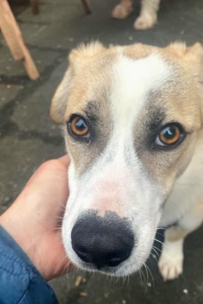 Emoji möchte die Welt entdecken