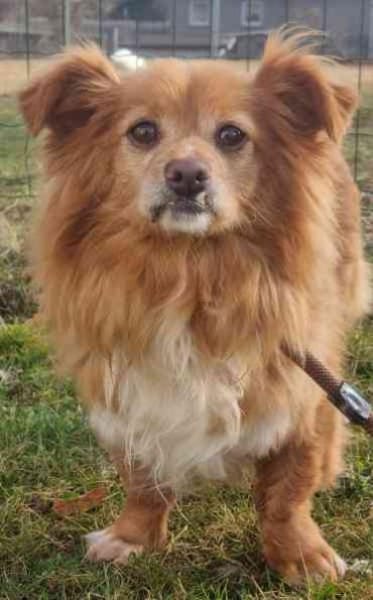 Yuki, sucht ein geduldiges Zuhause