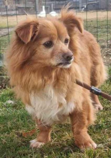 Yuki, sucht ein geduldiges Zuhause