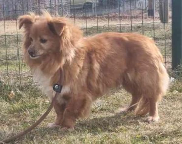 Yuki, sucht ein geduldiges Zuhause